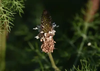 Makroaufnahme von Rest einer Spitzwegerichblüte in Le Diben