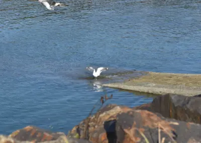 Möwe auf Mole mit ausgebreiteten Flügeln in Le Diben bei Ebbe