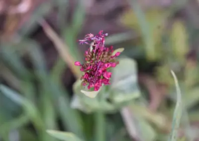 Makroaufnahme rote Spornblumenblüte