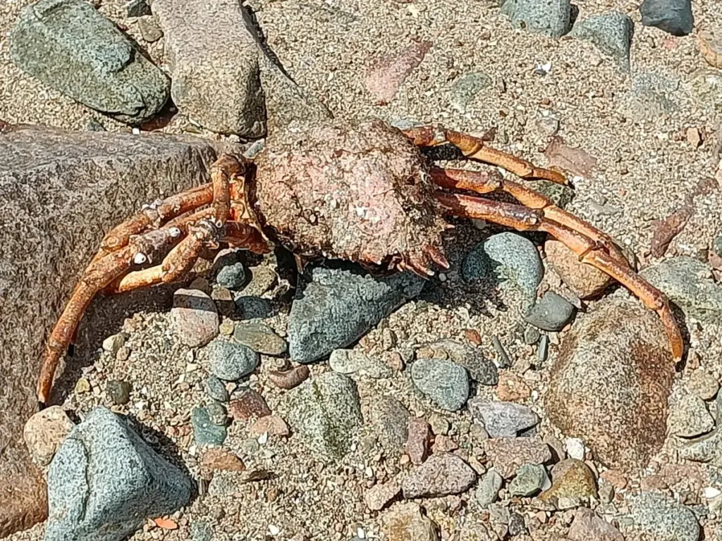 ziemlich große tote Krabbe auf Felsstrand in Ploubazlanec