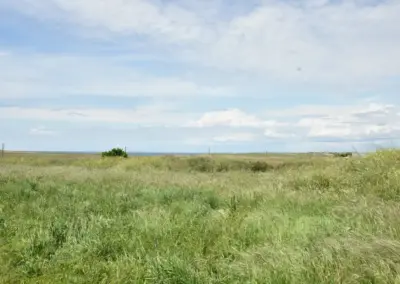 grüne Dünenlandschaft in Tronoën